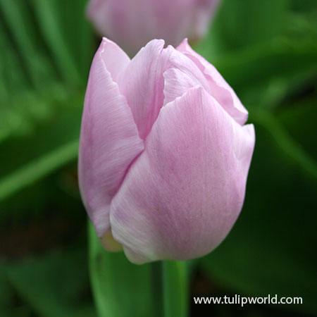 Princelicious Tulip Blend - 39123
