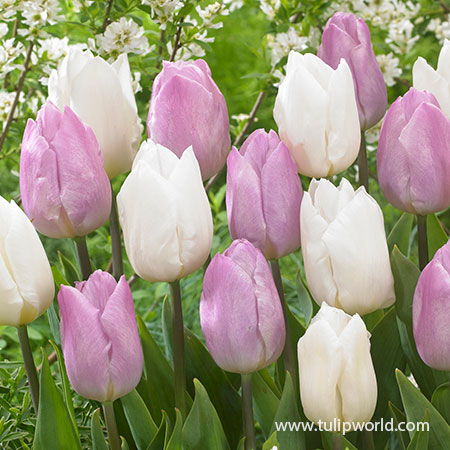 Princelicious Tulip Blend White tulips, light purple tulips, tulip mix, tulips for sale online, tulip bulbs for sale, early blooming tulips, what tulips bloom first