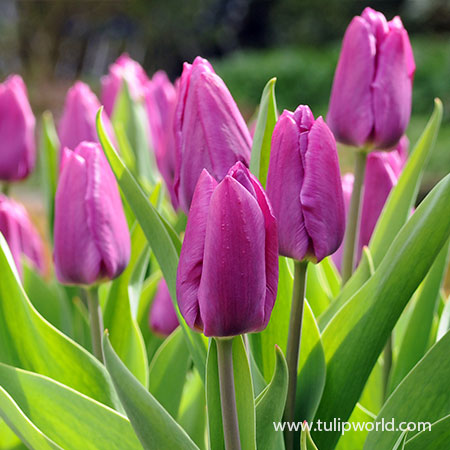 Purple Bulk Landscape Tulips 500/crate - 38010
