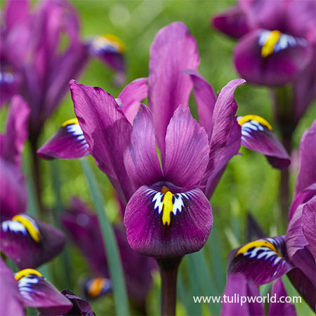 Purple Hill Reticulata Iris 