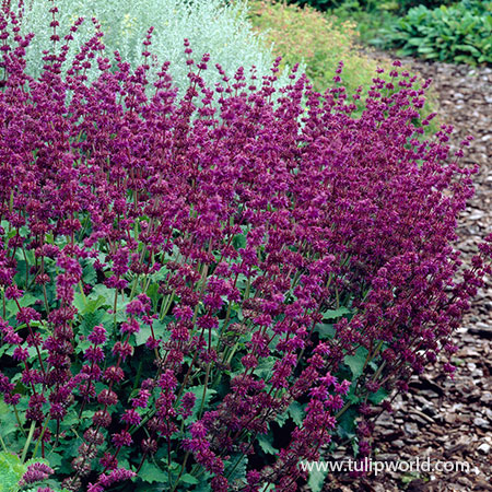 Purple Rain Salvia - 27286
