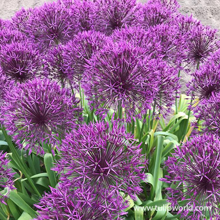 Purple Sensation Allium - 31104
