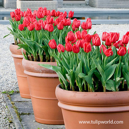 Red Apeldoorn Pre-chilled Tulips pre-chilled bulbs, bulbs for growing tulips indoors, growing bulbs indoors, forcing tulips in water, growing tulips in a vase with water