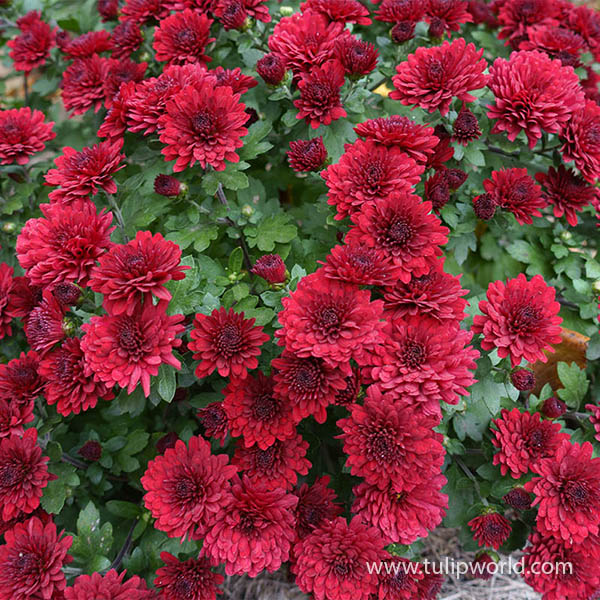 Red Bronze Garden Mum Pre-Potted Trio