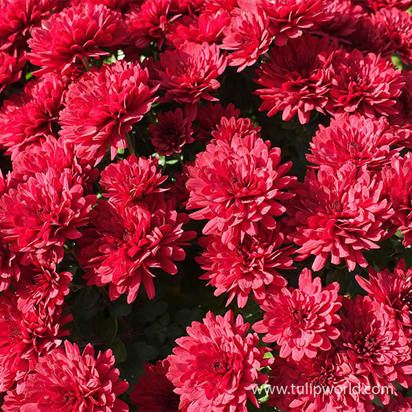 Red Bronze Pre-Potted Garden Mum