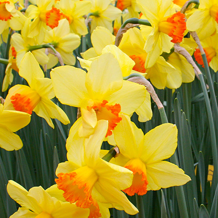 Red Devon Daffodils Super Pack 