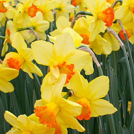 Field Daffodils:Fresh Daffodils