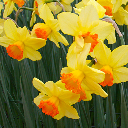 Red Devon Daffodils Jumbo Bag 