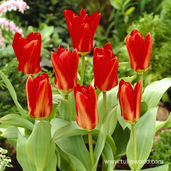 Red Emperor Tulip Pre-Chilled