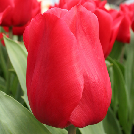 Red Apeldoorn Pre-chilled Tulips - 47034