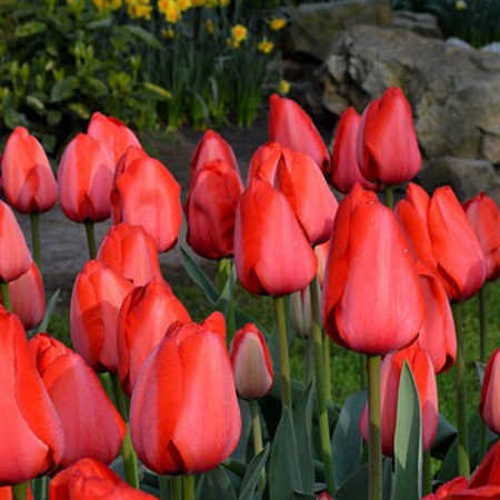 Red Impression Tulips Super Pack 