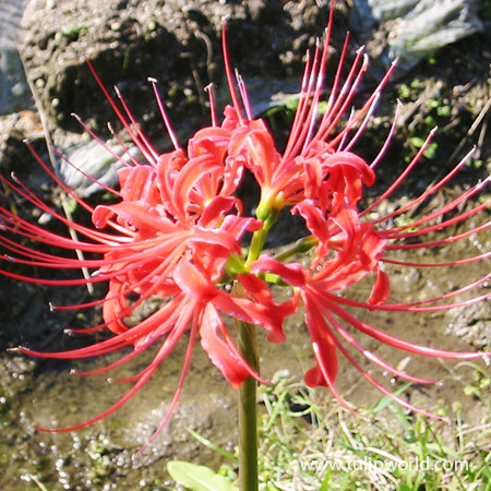 Red Magic Lily - Lycoris Radiata - 37108