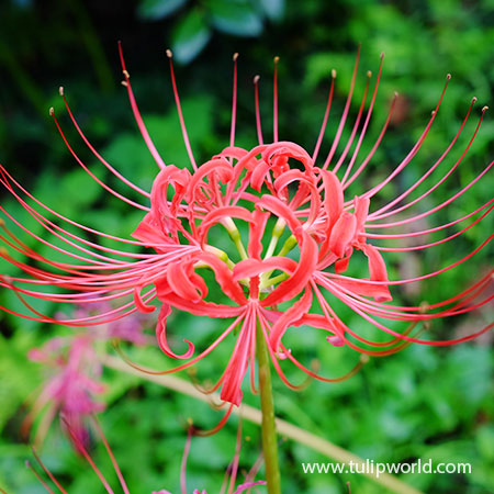 Red Magic Lily - Lycoris Radiata 