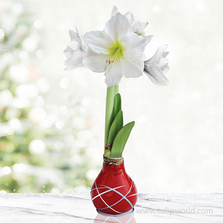 Red Picasso Waxed Amaryllis 