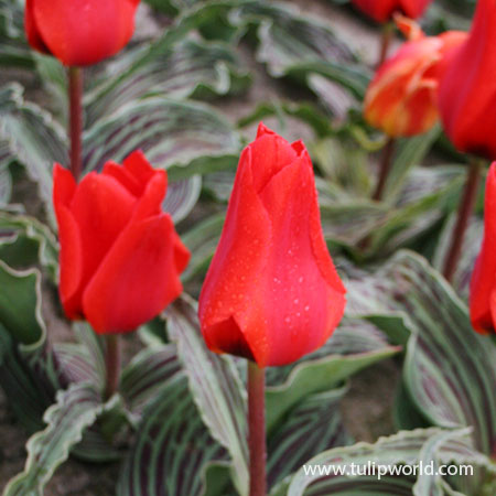 Red Riding Hood Greigii Tulip - 38138
