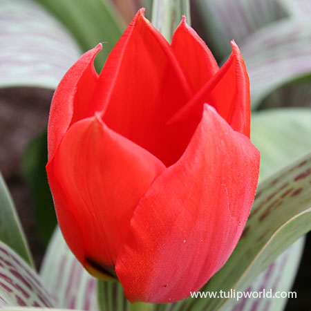 Red Riding Hood Greigii Tulip 