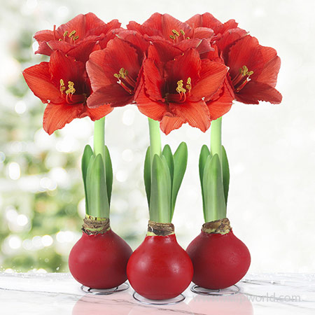 Red Waxed Amaryllis Collection (3-Pack) - 42138