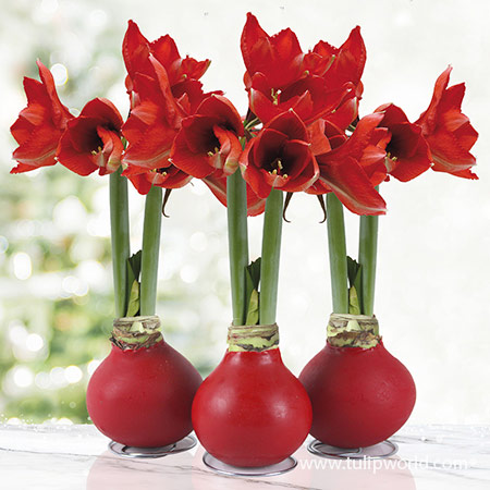 Red Waxed Amaryllis Collection (3-Pack) Red Waxed Amaryllis Collection, 3-Pack Amaryllis Flower Bulbs, Unique Holiday Gift, No Watering Required