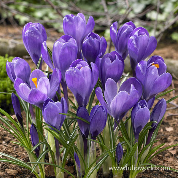 Remembrance Crocus Pre-Chilled