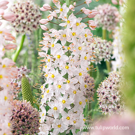 Robustus Pink Foxtail Lily - 37113