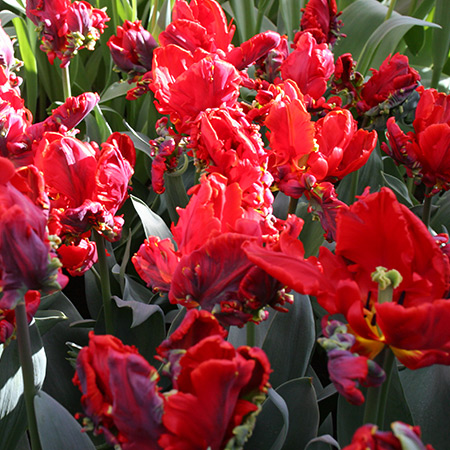 Rococo Parrot Tulip - 38156