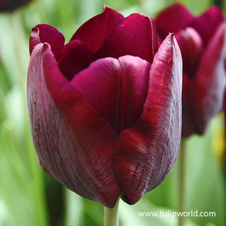 Ronaldo Tulip Pre-Chilled pre-chilled bulbs, bulbs for growing tulips indoors, growing bulbs indoors, forcing tulips in water, growing tulips in a vase with water