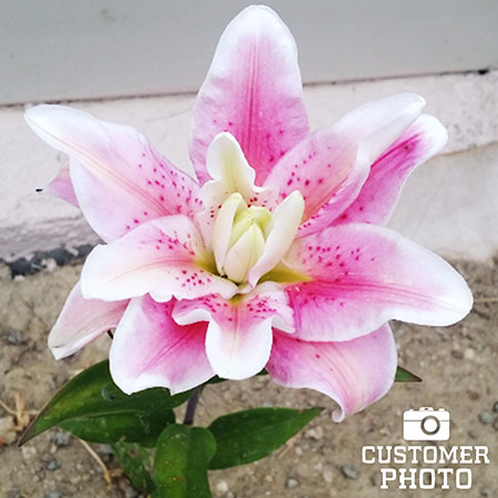 Roselily Double Oriental Lily Mix - 27269