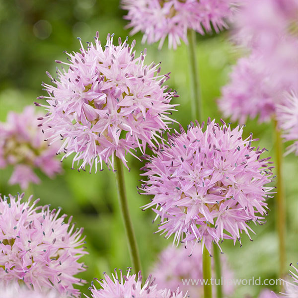 Rosy Dream Allium