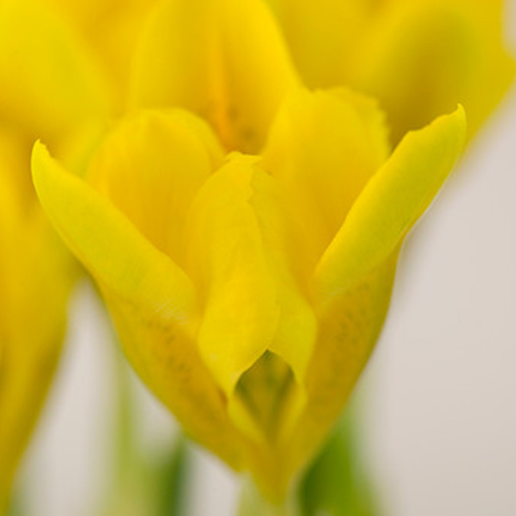 Royal Yellow Dutch Iris - 35152