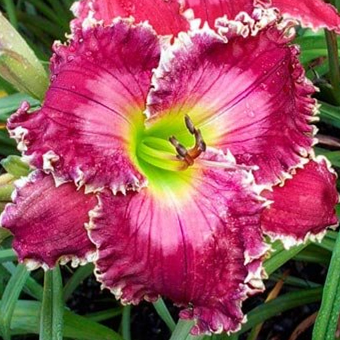 Ruby Clare Mims Reblooming Daylily 