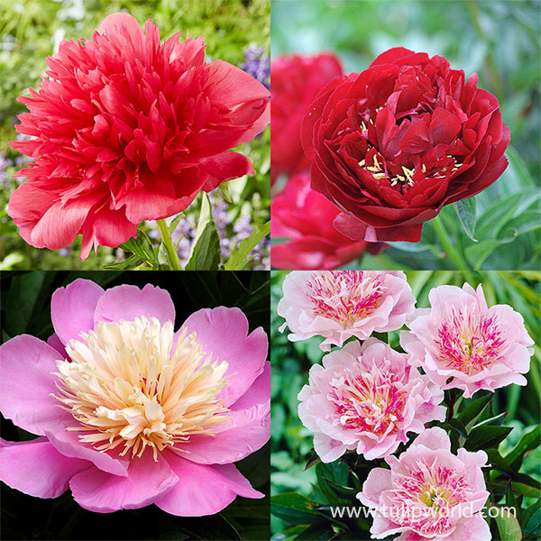 Ruby Rose Peony Power Pack