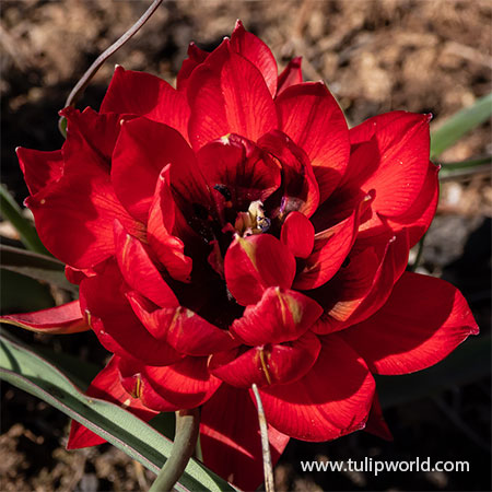 Samantha Botanical Tulip 