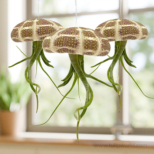 Sea Urchin Hanging Air Plant