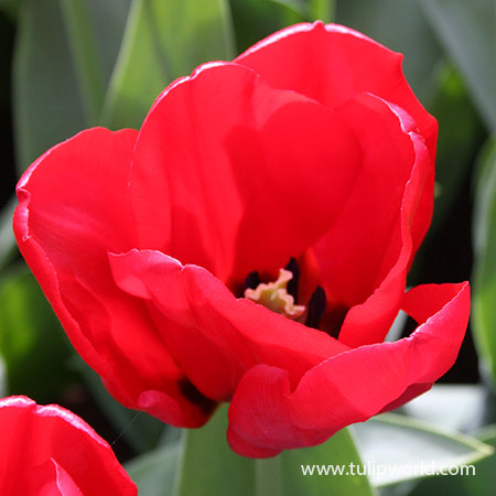 Seadov Red Bulk Tulips 500/crate - 38008