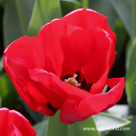 Seadov Triumph Tulip 