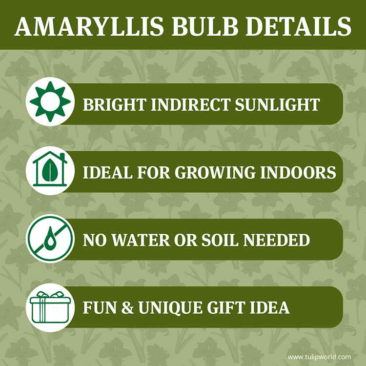 Sleigh Bells Waxed Amaryllis - 42454