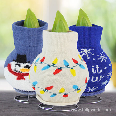 Snowing and Glowing Sweater Amaryllis Collection  - 42413