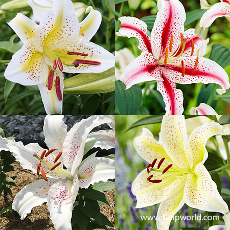 Spotty Garden Party Lily Collection asiatic lilies, alsiatic lilies bulbs, fragrant flowers, fragrant lilies, stargazer lily, stargazer lily bulbs for sale, plants with bulbs, lily fragrant mix