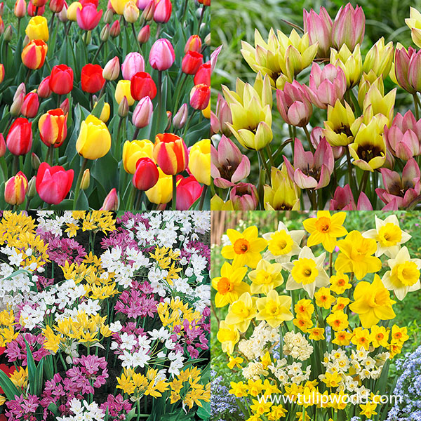 Spring Blooming Mega Mix Collection