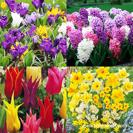 Spring Blooming Mega Mix Collection  Flower bulb mixes, easy to grow flower bulbs, fall planted bulbs, buy flower bulbs online, mixed tulips, mixed daffodils, fragrant flowers 