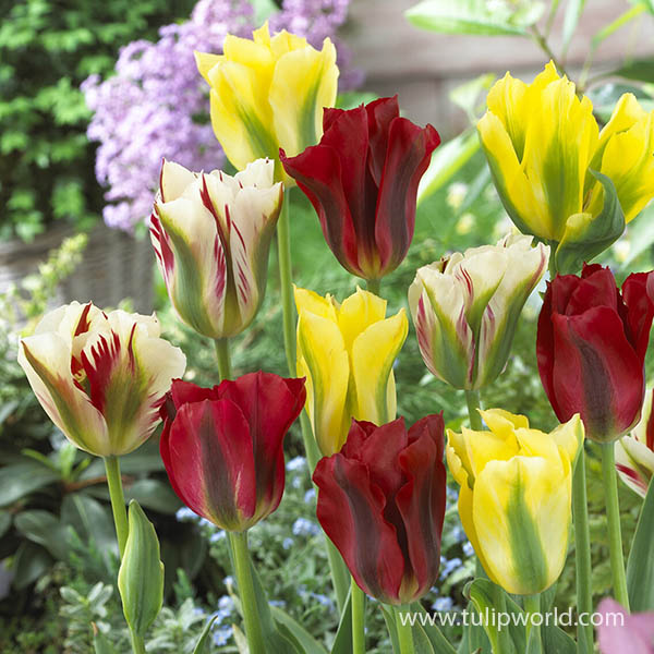 Spring Green Viridiflora Tulip Mix