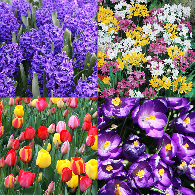 Spring Parade Garden Collection