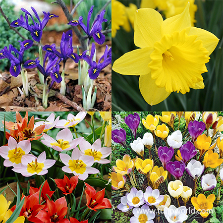 Spring Parade Garden Collection  spring flowers, fall planted bulbs, tulip bulbs for sale, buy tulip bulbs online, buy daffodil bulbs online, buy daffodils, crocus bulbs for sale, buy crocus bulbs 