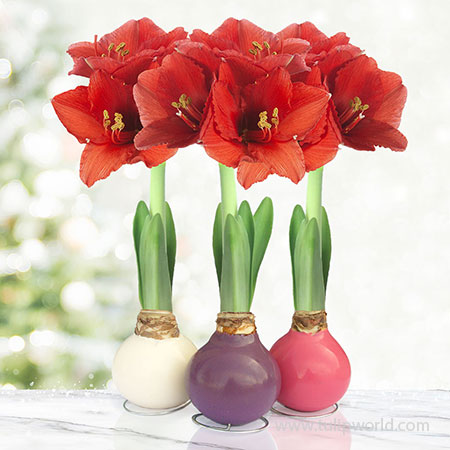 Springtime Waxed Amaryllis Collection (3-pack)
