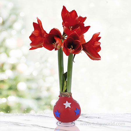 Star Spangled Red Waxed Amaryllis 