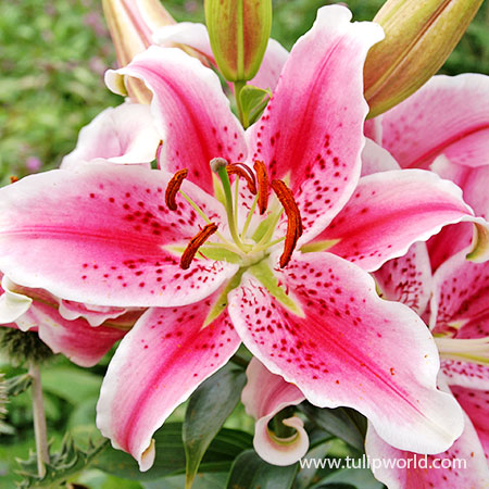 Tiger Lilium Stargazer Oriental Hybrid Lily Bulbs Perennial Fragrance Yard Plant 