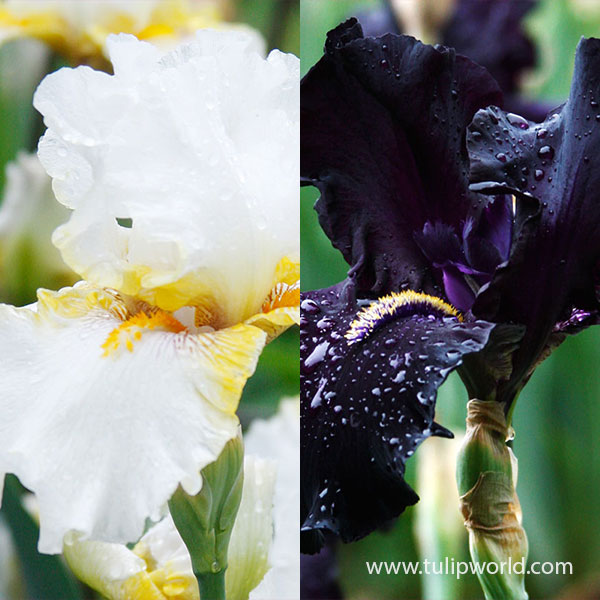 Starlight Symphony Perfect Planting Partners