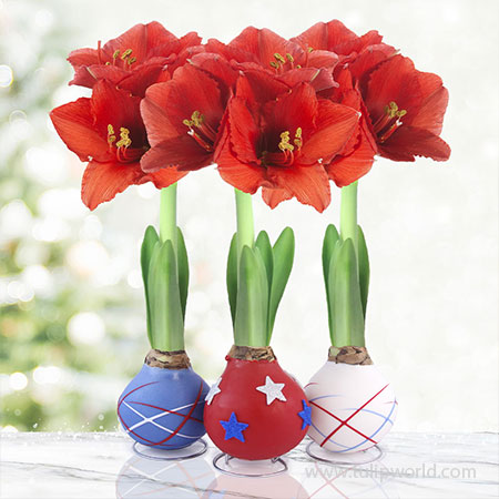 Stars and Stripes Waxed Amaryllis Collection - 42243