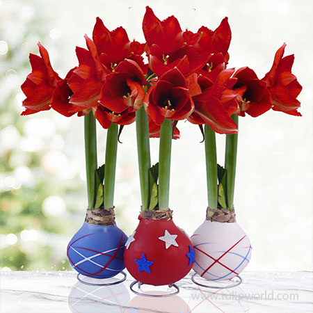 Stars and Stripes Waxed Amaryllis Collection 