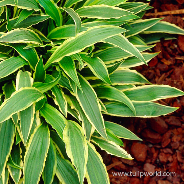 Stilletto Hosta
